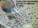 Grass pollen discharging granules on exposure to water - picture by Dr H Morrow Brown